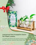 Ivolador Desktop Propagation Station, Bulb Plant Terrarium with Retro Solid Wooden Stand and Metal Swivel Holder for Hydroponics Plants Home Garden Wedding Decor (3 Bulb)